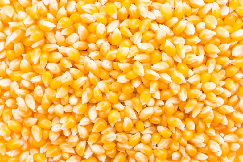 Corn Cob Seed